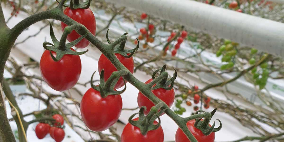 Pomodori arricchiti di iodio, sorprendenti i risultati di uno studio dell’Università di Bari